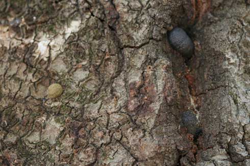 Annulohypoxylon thouarsianum fruiting bodies often are found on trees affected by sudden oak death. Annulohypoxylon thouarsianum fruiting bodies often are found on trees affected by sudden oak death.