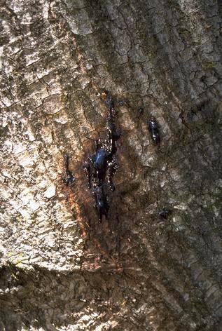 Viscous sap oozing from trunk of coast live oak infested with Phytophthora ramorum. Viscous sap oozing from trunk of coast live oak infested with Phytophthora ramorum.