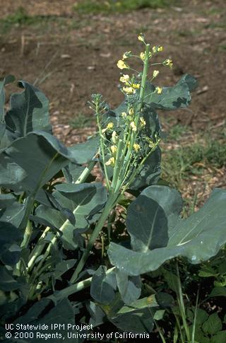 Bolting of flowering head on broccoli, Brassica oleracea (Brassicaceae), at UC Davis student farm. by JKC.   Credit: Jack Kelly Clark