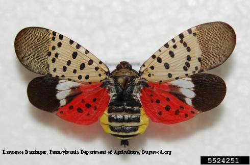 Adult spotted lanternfly, Lycorma delicatula, with wings spread.