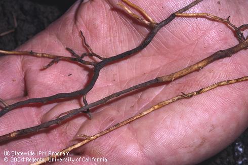 Healthy, pale avocado rootlet compared with a black feeder root killed by Phytophthora root rot, caused by Phytophthora cinnamomi. Credit: David Rosen . Credit: David Rosen