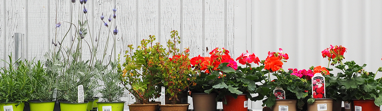 Blooming perennial plants at a retail nursery.
