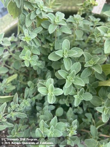 Oregano