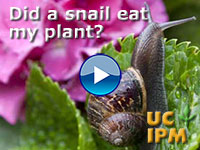 Did a snail eat my plant? 